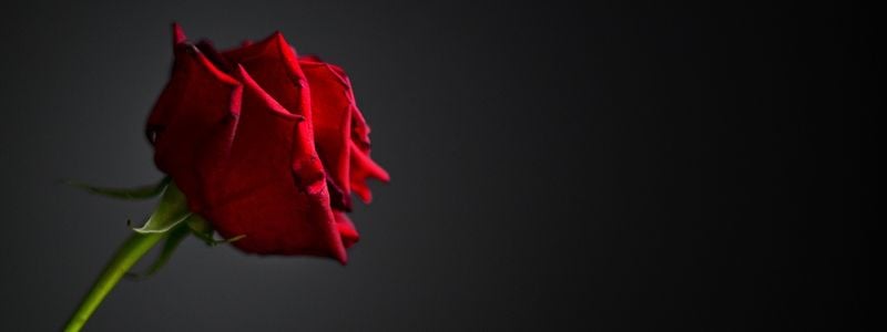 A red rose on a dark background.