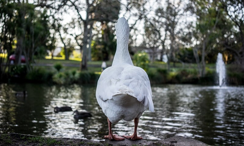 A duck near a pond.