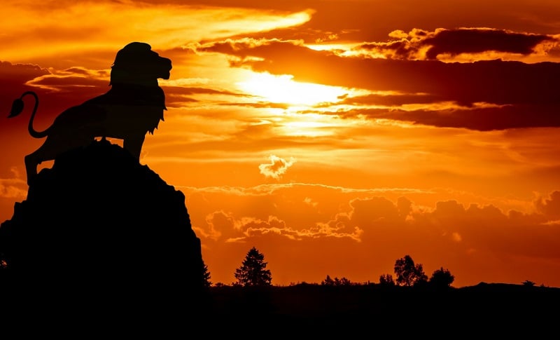 A lion overlooking his savannah.