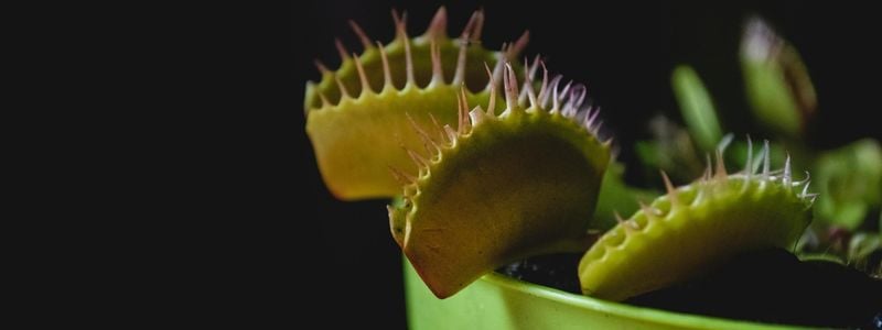 A close up of a carnivorous plant.