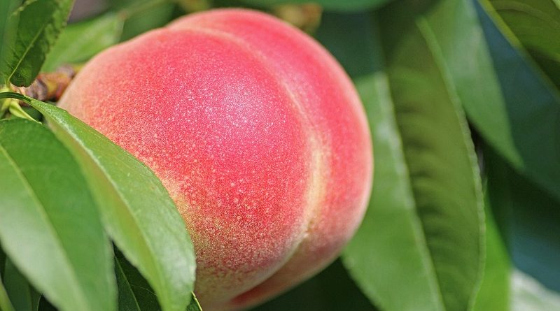 A giant peach.