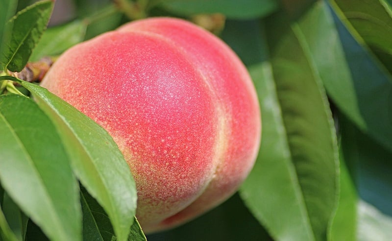 A giant peach.