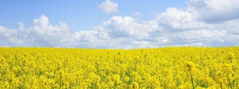 A blue sky and a field of yellow flowers.