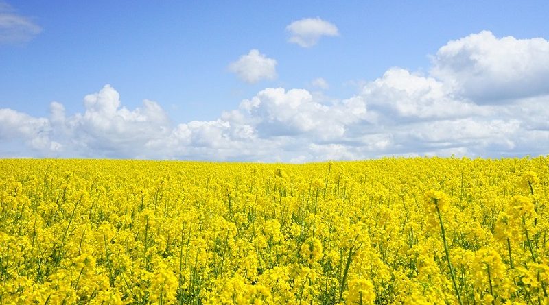 A field of yellow flowers.