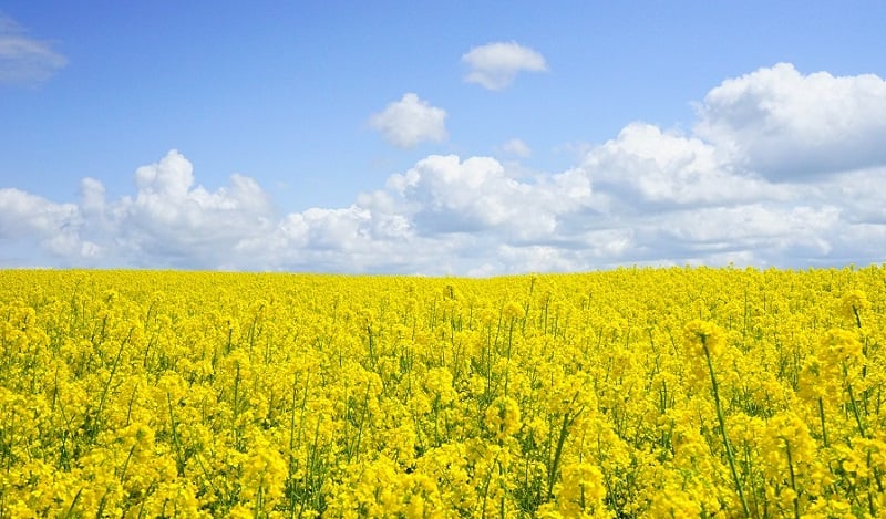 A field of yellow flowers.