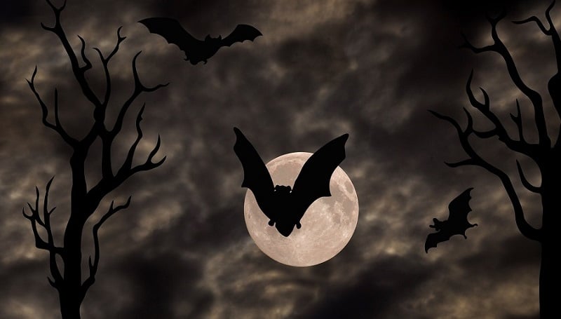 Bats in the night.