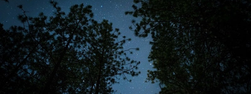 A twinkly blue night sky and trees.