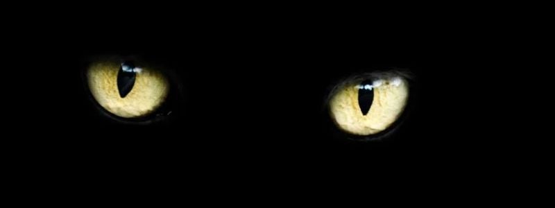 Cat eyes on a black background.