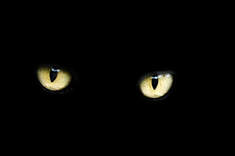 Cat eyes.