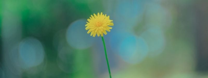 A yellow spring flower.