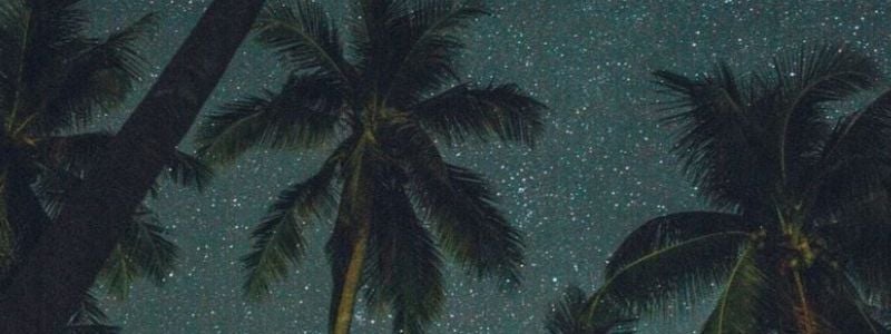 Palm trees on a starry night.