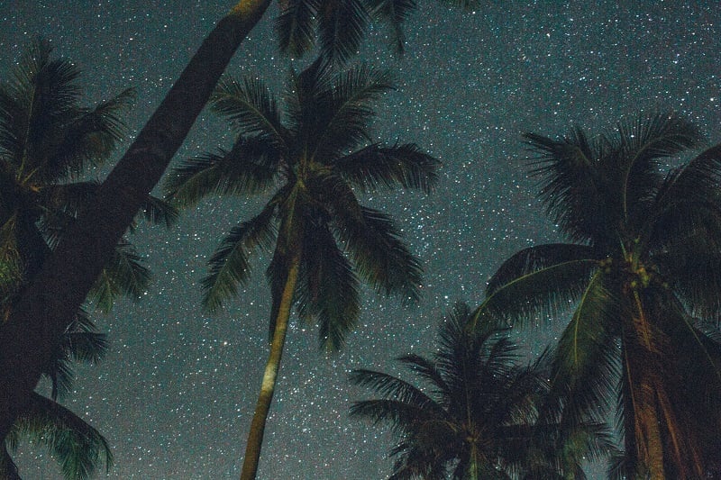 Palm trees on a starry night.