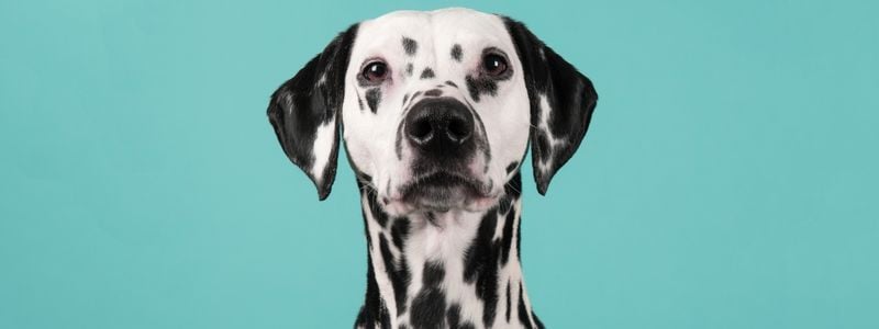 A dalmatian with a teal background.