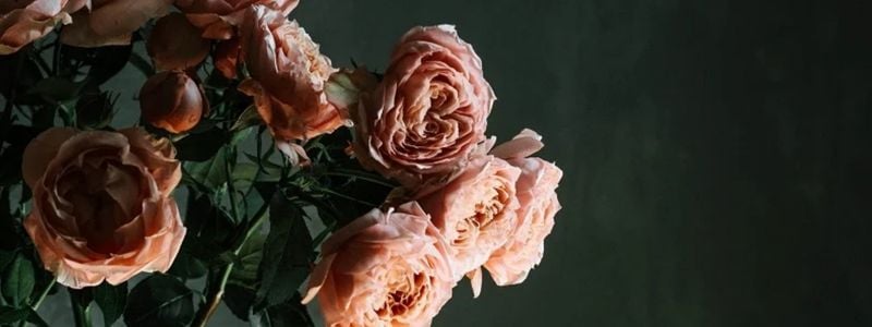 Pink flowers on a dark background.