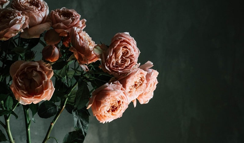 Pink flowers.