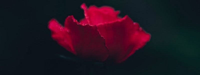 A scarlet flower on a black background.