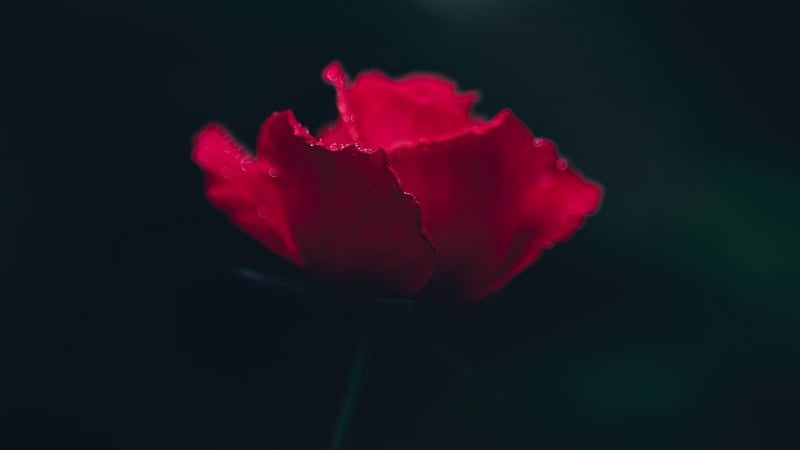A dark scarlet flower.