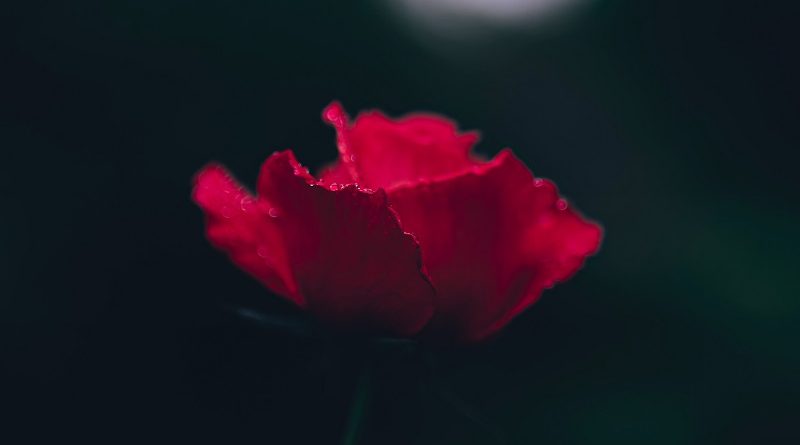 A dark scarlet flower.