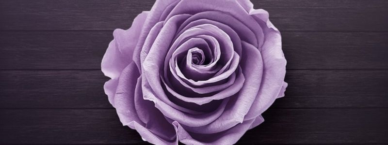 A purple flower.