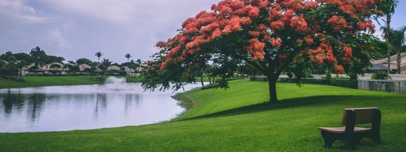 A lush green park and lake.