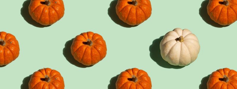 A series of small orange pumpkins and one white pumpkin.