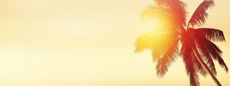 A sunset with a palm tree.