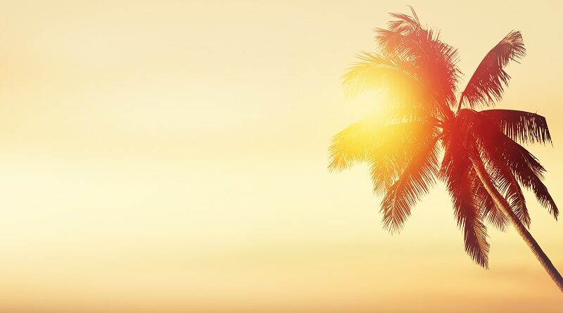 A Sunset Boulevard palm tree.