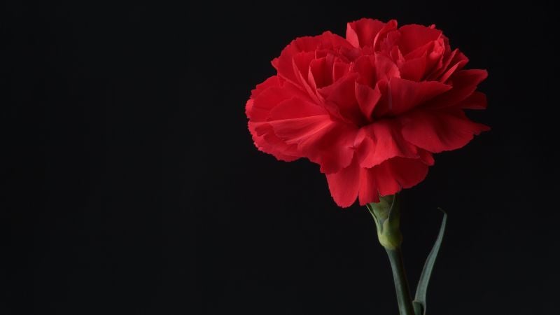 A red carnation on a black background.