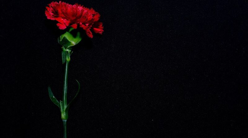 The red Hadestown carnation.