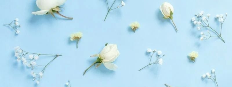 Scattered white wedding flowers on a light blue background.