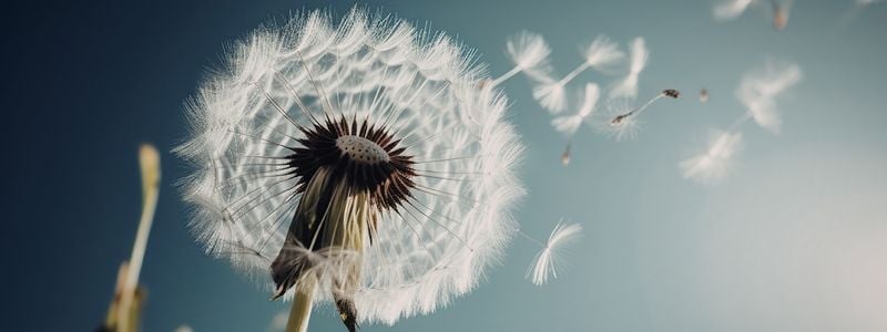 A blown dandelion.