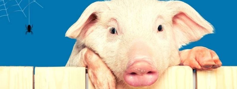 A pig with his spider.