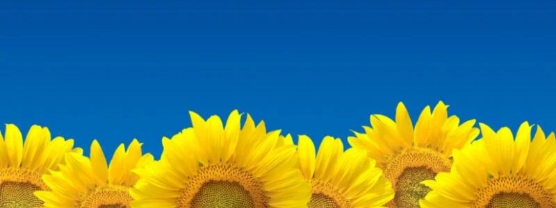 Sunflowers on a blue background.