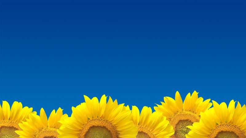 Sunflowers on a blue background.