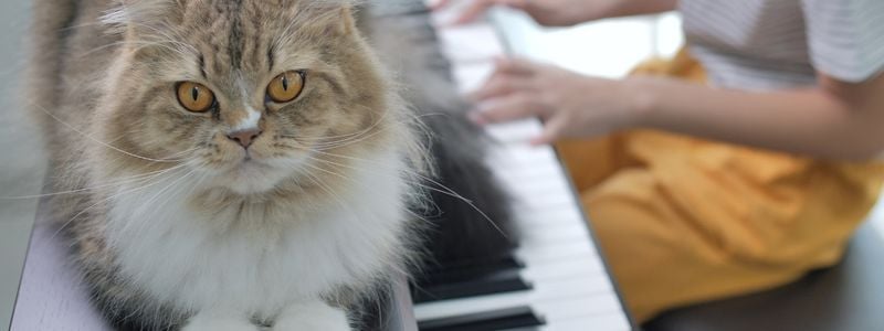 A cat lying on a piano.